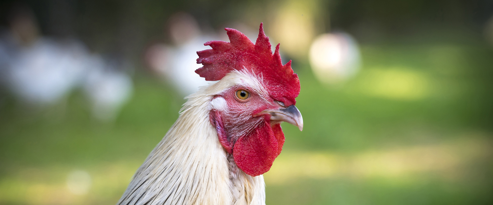 Tête du Poulet du Bourbonnais AOC