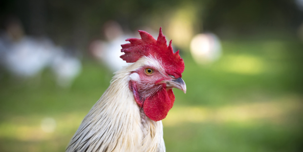 Tête du Poulet du Bourbonnais AOC