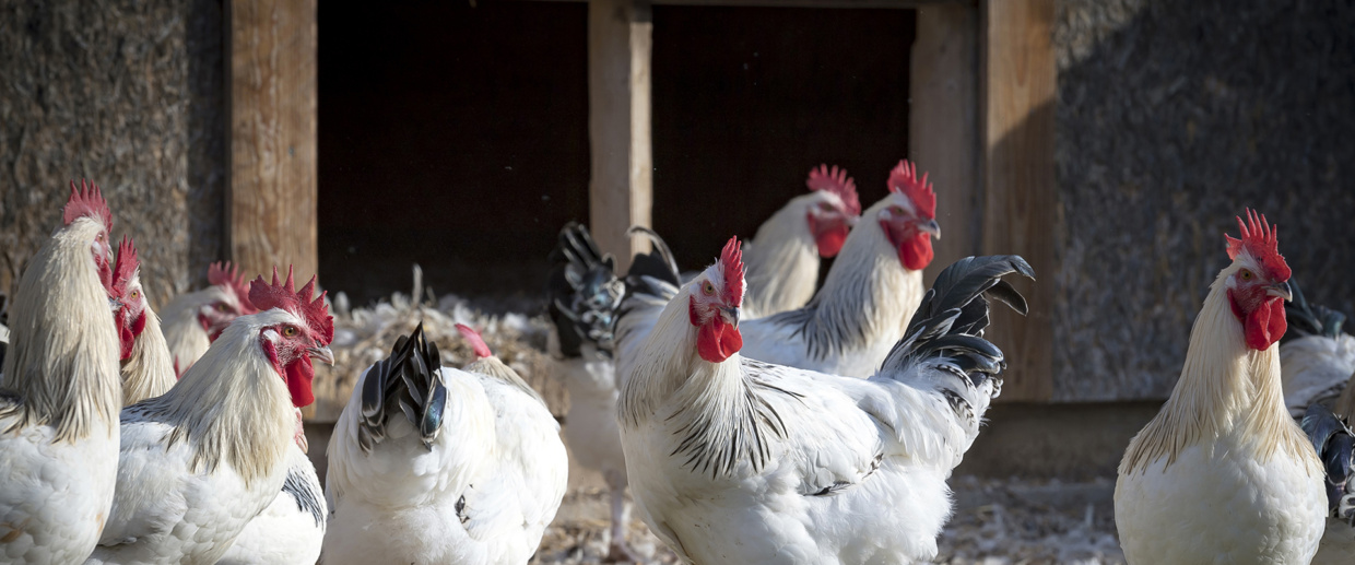 L'aviculture bourbonnaise