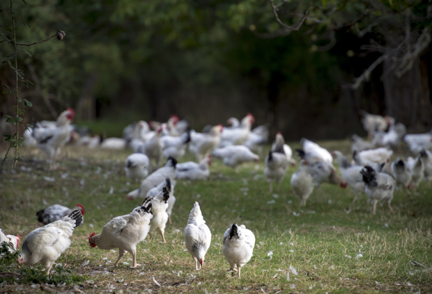 13/09/22 - GANNAT - ALLIER - FRANCE - Elevage en plein air de poulets Bourbonnais de Francois PERICHON, AOP volaille d Auvergne - Photo Jerome CHABANNE