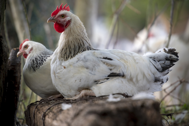 13/09/22 - GANNAT - ALLIER - FRANCE - Elevage en plein air de poulets Bourbonnais de Francois PERICHON, AOP volaille d Auvergne - Photo Jerome CHABANNE