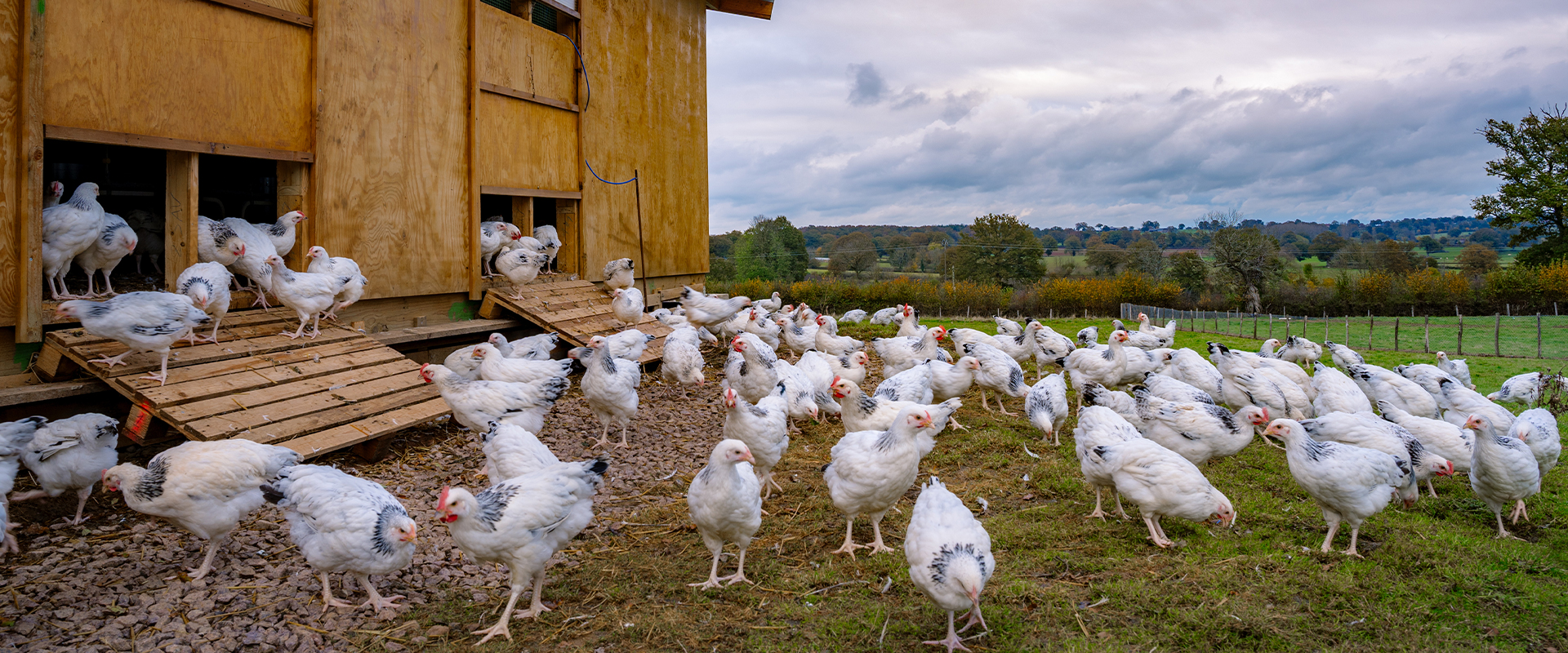 Une AOC pour le Poulet du bourbonnais